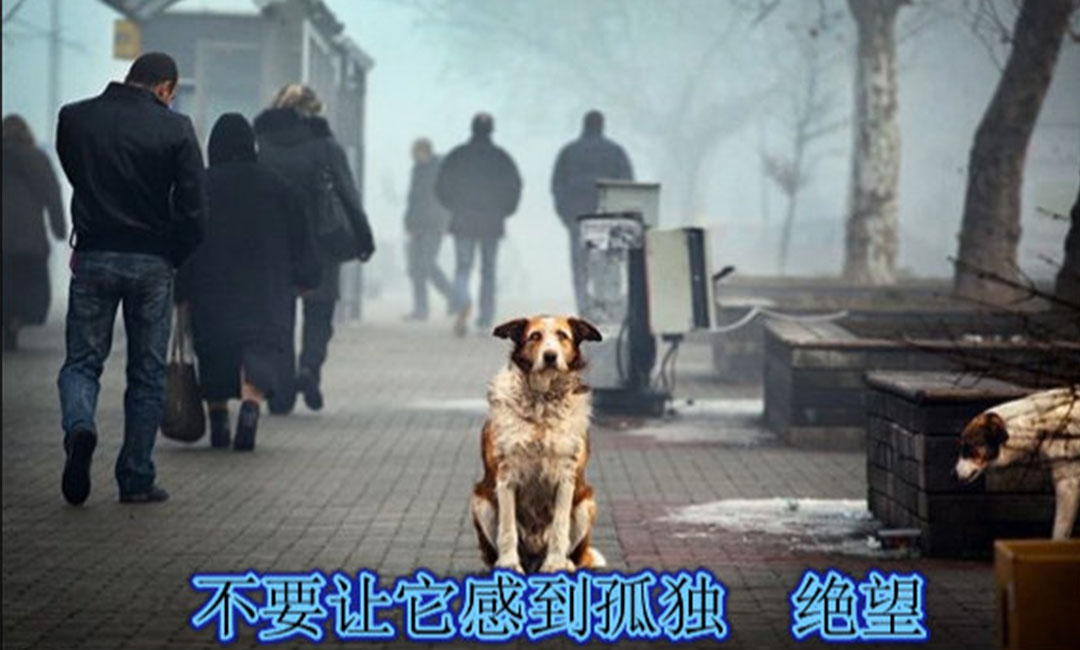 自贡自贡爱影圈微博微信转发案例